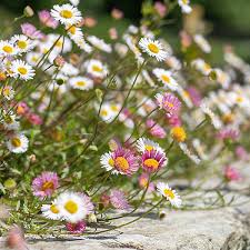 Image result for Erigeron karvinskianus