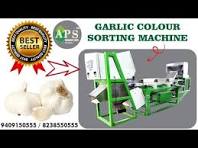 Garlic Color Sorting Machine In APS Industries - YouTube