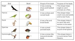 Cbse Class 3 Science Birds And Their Features Notes And Videos