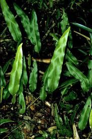 Image result for Elaphoglossum aubertii