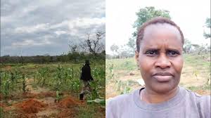 Pineapple farming in Chamari Malindi Kenya