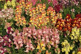 On the contrary, biological neural networks are known to use efficient sparse connectivity. Snapdragon Tetra Mix Premium Garden Seeds Hoss Tools