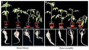Image result for tomato seedling fusarium wilt