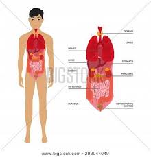 Jan 23, 2018 · male reproductive organs internal; Human Male Body Vector Photo Free Trial Bigstock