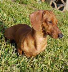 They were found in horrible conditions. Florida Dachshund Rescue Rescuepower