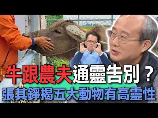 牛跟農夫通靈告別？張其錚揭五大動物有高靈性【新聞挖挖哇】 - YouTube