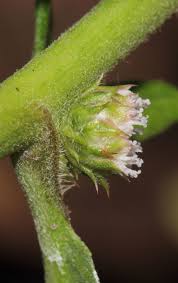 Image result for Struchium