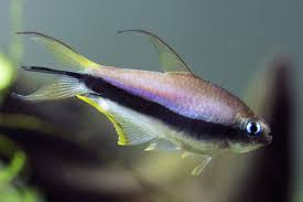 Containing four atoms or groups (of a specified kind). Emperor Tetra Nematobrycon Palmeri Fish Species Profile