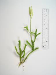 Image result for Lycopodium