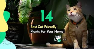 The uk's most ethical florist. The 14 Best Cat Friendly Plants For Your Home