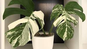 Alasan Di Balik Mahalnya Si Cantik Monstera Ada Yang Sampai Puluhan Juta