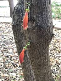 Image result for Halleria lucida