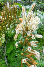 Image result for Entada chrysostachys