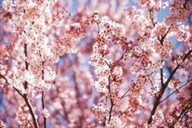 If your cat takes a bit out of an apple he has been playing with, you don't need to panic. Are Cherry Blossoms Poisonous To Cats