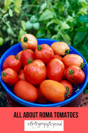 Roma tomatoes are awesome and easy to grow! All About Roma Tomatoes Stirringmyspicysoul