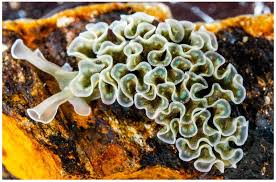 Image result for Selago lacunosa