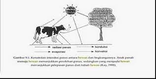 Maybe you would like to learn more about one of these? Tahukah Anda Berapa Suhu Tubuh Normal Pada Ternak Suara Peternakan