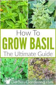 How To Grow Basil The Ultimate Guide Growing Basil Thai Basil Plant Basil Plant