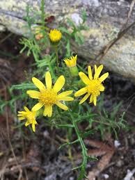 Image result for Senecio forbesii