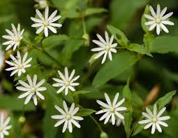 Image result for Stellaria
