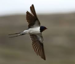 Here, we used data from an intensively studied promiscuous european barn swallow, hirundo rustica population in south. European Barn Swallow In Flight In Yukon Kentalla In The Field Facebook