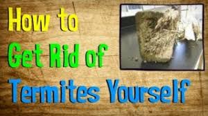 What termite chemical is best? How To Get Rid Of Termites Yourself Best Treatment For Getting Rid Of Termites Youtube