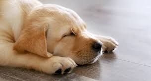 Jul 05, 2021 · puppies and older dogs will likely spend more of their time asleep. How Long Do Dogs Sleep Is Your Dog Sleeping Too Much