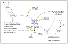 Maybe you would like to learn more about one of these? Biomolecules Free Full Text Role Of Oxidative Stress In The Pathogenesis Of Amyotrophic Lateral Sclerosis Antioxidant Metalloenzymes And Therapeutic Strategies Html