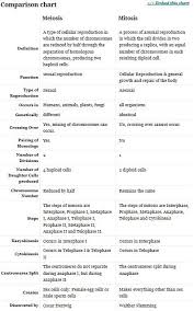 Comparing Mitosis And Meiosis Worksheet Worksheet Fun And