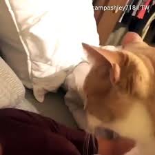 Sahibini Maskeli Goren Kedi Soka Girdi Dailymotion Video