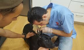 We did not find results for: Annual Vaccines For Dog Or Cat Pet Station Veterinary Clinic Groupon