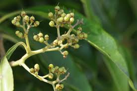 Image result for Xyris natalensis