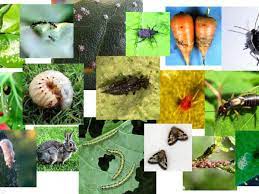 Top 20 Worst Garden Pests In New Zealand