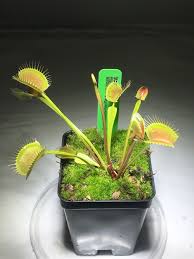 Maybe you would like to learn more about one of these? Pinnacle Giant Venus Flytrap Fly Trap Carnivorous Plant Dionaea Ebay Carnivorous Plants Venus Fly Trap Carnivorous