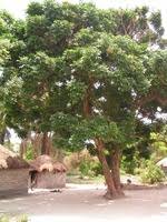 Image result for Deinbollia