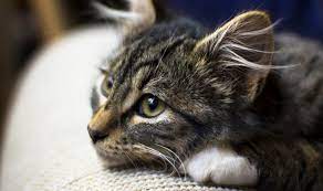 Akan tetapi yang lebih utama bagimu adalah menguburkannya agar tidak ada satu orang pun yang kalau ikan dan lobster saya mati dan saya kuburkan sebagai tanda kesedihan dan menghargai 1 bulan kemudian 2 dari 4 bayi kucing itu mati tersisa 2 yang juga mulai lemas. 10 Ciri Ciri Kucing Mau Mati Apakah Bisa Diselamatkan Pintarpet