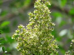 Image result for Lawsonia inermis