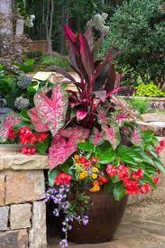 Container Gardening Whats Ur Home Story Plants For Shady Areas Plants Container Gardening