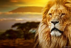 Download wallpapers lion for desktop and mobile in hd, 4k and 8k resolution. Lion Face Wallpaper Download Lion Hd Wallpaper Appraw
