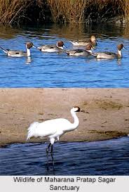 Hotels near baroli temples complex. Maharana Pratap Sagar Sanctuary Kangra District Himachal Pradesh