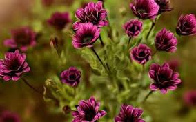 Select your favorite images and download them for use as wallpaper for your desktop or phone. 1761 Purple Flower Hd Wallpapers Background Images Wallpaper Abyss