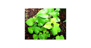 Image result for Hylebates cordatus