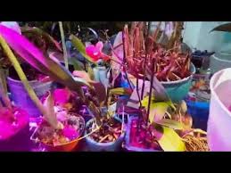 Can plants grow under artificial light. Can Plants Grow In Artificial Light Backyard Gardener