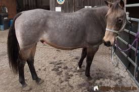 We did not find results for: Pferd Scheren So Geht S Einfach Und Schnell Tipps Zum Pferd