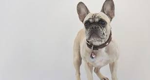 Itt a francia bulldog nem bikákkal harcolt, hanem szamarakkal. A Francia Bulldog Kutya Eredete Nevelese Tartasa Es Jelleme Dogmania Hu Kutya Mania