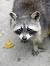 Racoon Meme