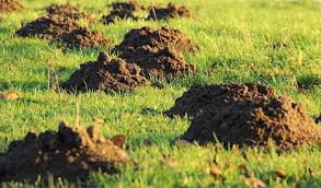 So if your lawn is looking uneven with a few too many dips, help is fill the hole with your top dressing mixture until level with the surrounding area, then rake over to break. Levelling A Lawn That Is Already Laid Simple Practical Solutions Machinelounge