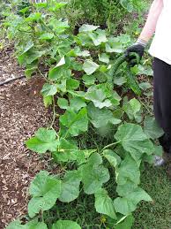 Image result for Cucumis