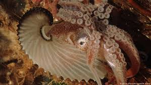 Riesenkalmar neufundland tentakel tiefsee biologie reiseziele der ozean calamari. Der Koloss Kalmar Ein Glubschaugiger Riese Global Ideas Dw 17 07 2017