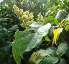 Image result for Cyathula